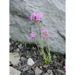 Lychnis alpina - kohoutek