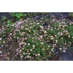 Anacyclus depressus - kruhovník