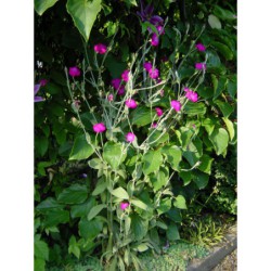 Lychnis coronaria - kohoutek věncový