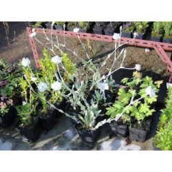 Lichnis coronaria Alba - kohoutek věncový