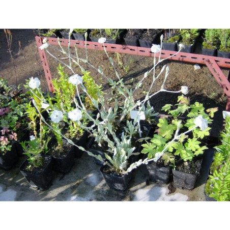 Lichnis coronaria Alba - kohoutek věncový