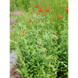 Lychnis chalcedonica - kohoutek chalcedonský