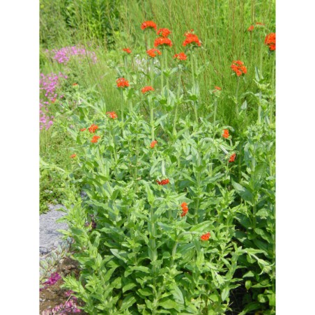 Lychnis chalcedonica - kohoutek chalcedonský