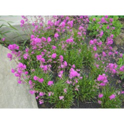 Lychnis viscaria - smolnička