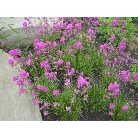 Lychnis viscaria - smolnička