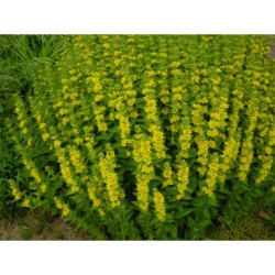 Lysimachia punctata - vrbina tečkovaná