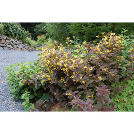 Lysimachia - vrbina purpurová