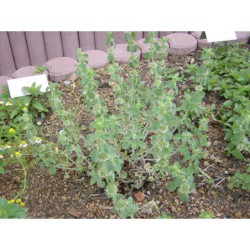 Marrubium vulgare - jablečník obecný