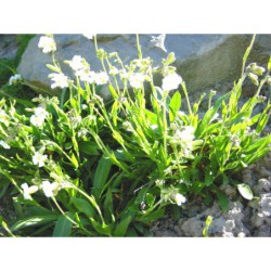 Melandrium zawadskii - knotovka