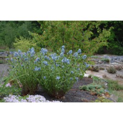 Amsonia tabernaemontana