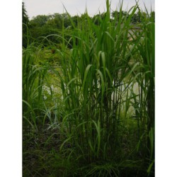 Miscanthus floridus - ozdobnice