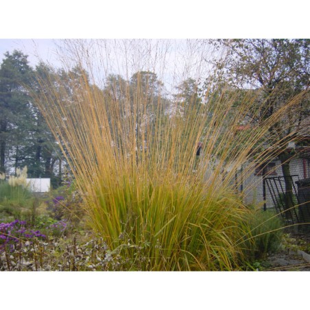 Molinia altissima - bezkolenec