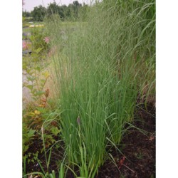 Molinia altissima - bezkolenec