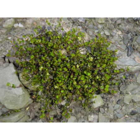 Muhlenbeckia axillaris