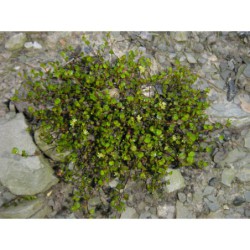 Muhlenbeckia axillaris