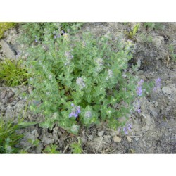 Nepeta faasenii - šanta