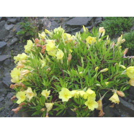Oenothera missouriensis - pupalka