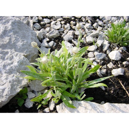 Anaphalis triplinervis - protěž