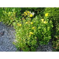 Oenothera tetragona - pupalka