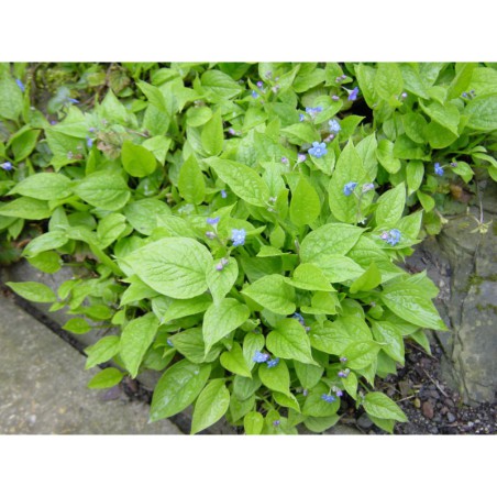 Omphalodes verna - pupkovec pomněnkovitý