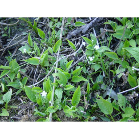 Omphalodes verna Alba - pupkovec pomněnkovitý