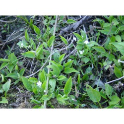 Omphalodes verna Alba - pupkovec pomněnkovitý