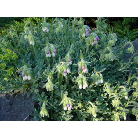 Onosma alborosea - ruměnice