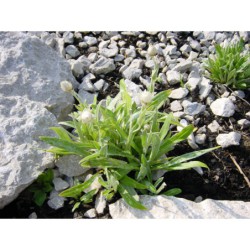 Anaphalis triplinervis - protěž