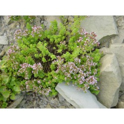 Origanum vulgare Compactum - dobromysl obecná