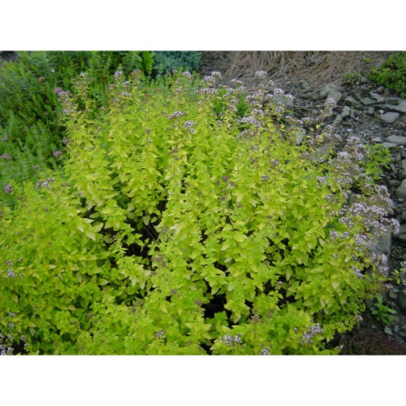 Origanum vulgare Aureum - dobromysl obecná