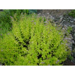 Origanum vulgare Aureum - dobromysl obecná