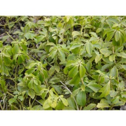 Pachysandra terminalis