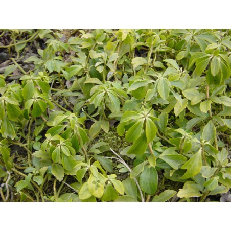 Pachysandra terminalis