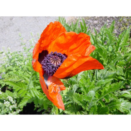 Papaver orientale - mák východní