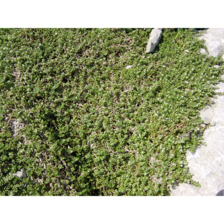 Paronichia serpyphylla - stříbřenka