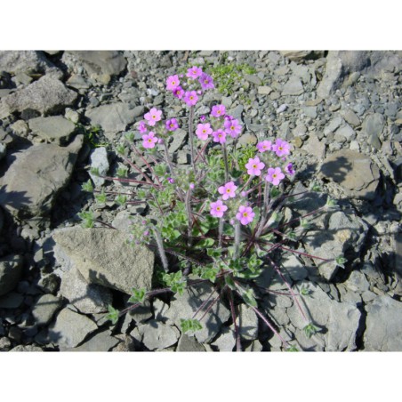 Androsace sarmentosum - pochybek