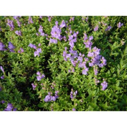 Penstmon davidsonii - dračík