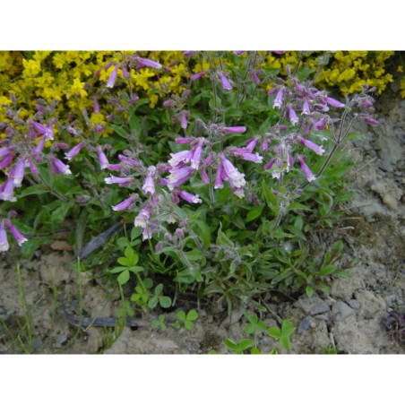 Penstemon hirsutum - dračík