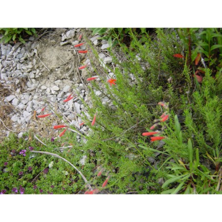 Penstemon pinifolius - dračík