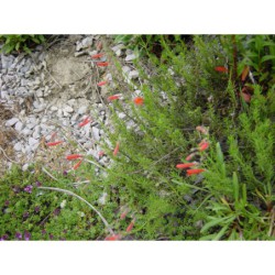 Penstemon pinifolius - dračík