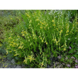 Penstemon pinifolius  Mersea Yellow - dračík