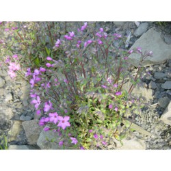 Phlox amoena - plamenka