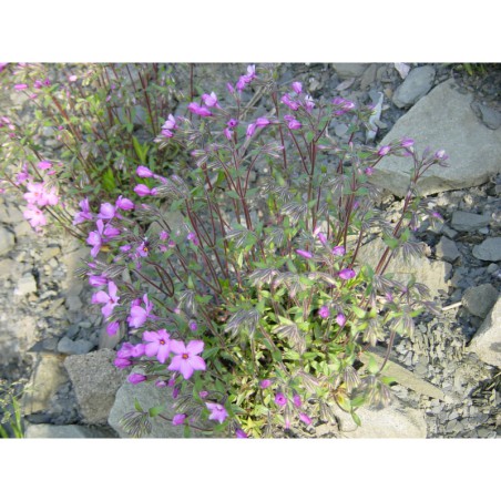 Phlox amoena - plamenka
