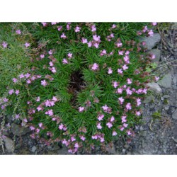 Acantholimon armenum