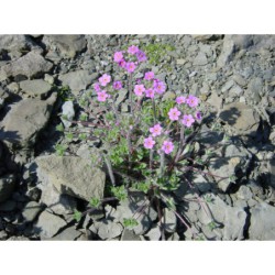 Androsace sarmentosum - pochybek