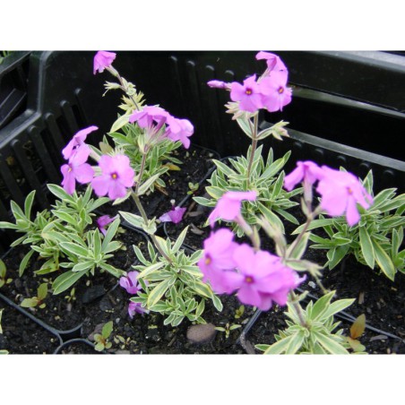 Phlox amoena Variegata - plamenka