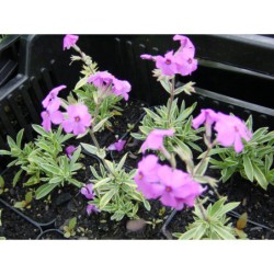 Phlox amoena Variegata - plamenka