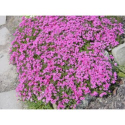 Phlox subulata Coral Red - plamenka