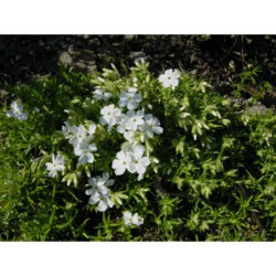 Phlox subulata White Delight - plamenka