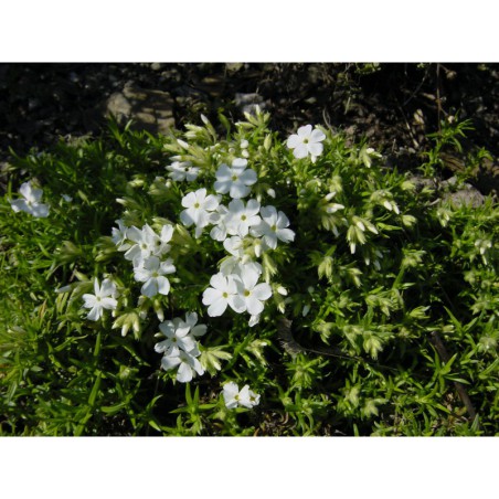 Phlox subulata White Delight - plamenka